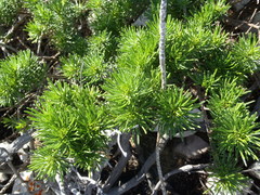 Psoralea vanberkelae