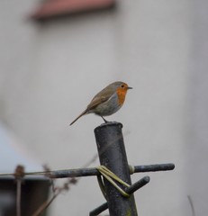 Erithacus rubecula