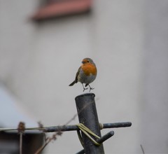 Erithacus rubecula