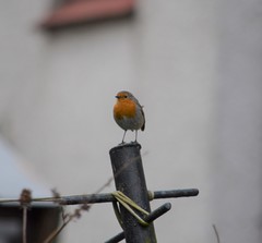 Erithacus rubecula