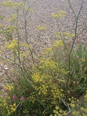 Foeniculum vulgare