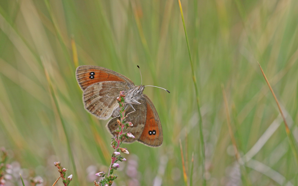 Swiss Brassy Ringlet