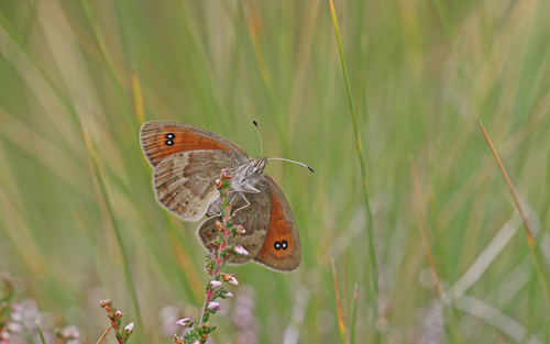 Swiss Brassy Ringlet