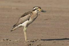 Esacus recurvirostris