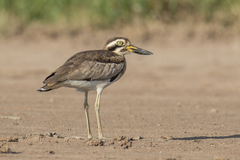 Esacus recurvirostris