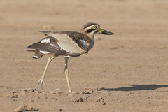 Esacus recurvirostris