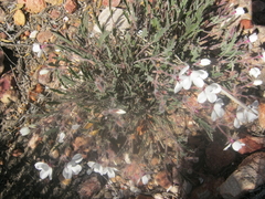 Pelargonium tricolor