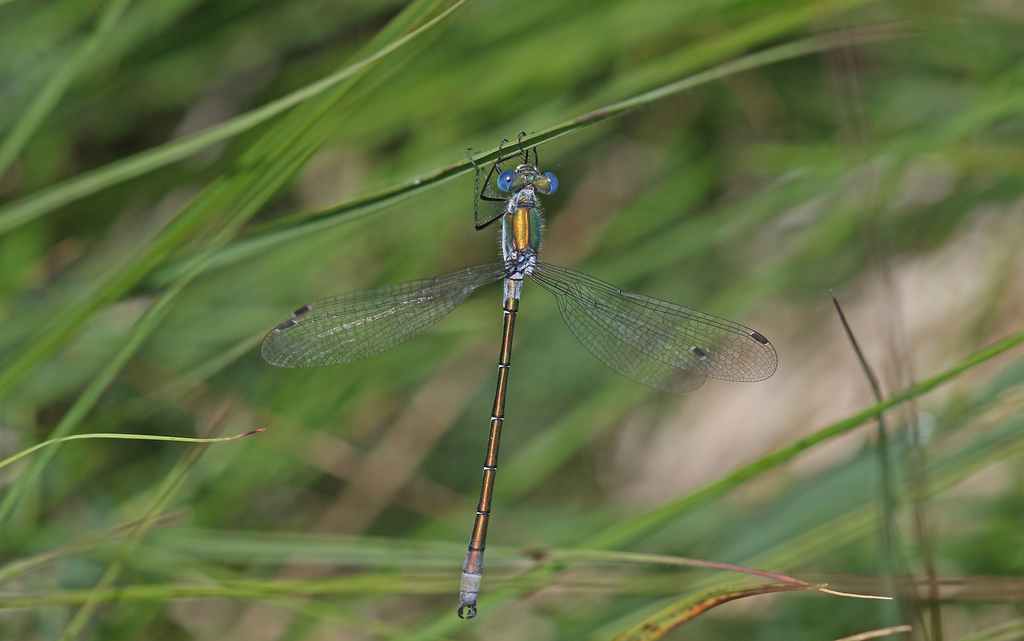 Scarce Emerald Damselfly