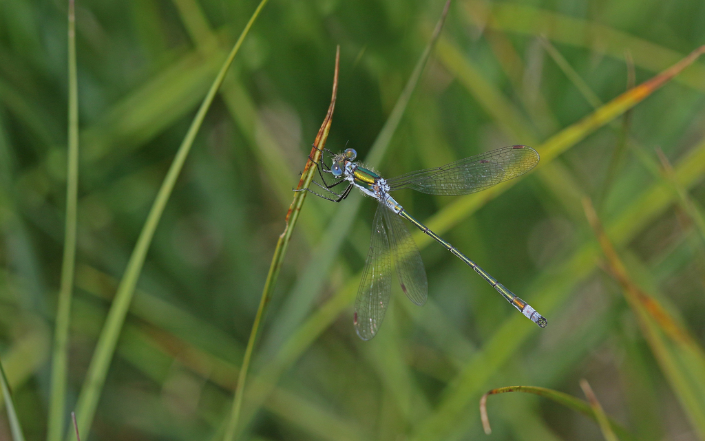 Common Spreadwing