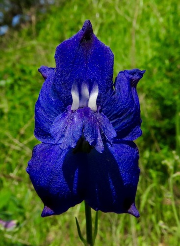 iNaturalist observation photo of larkspurs
