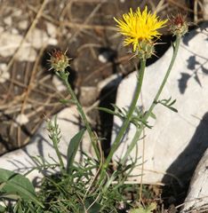 Centaurea rupestris