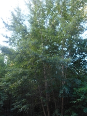 Populus longifolia