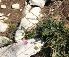 Knautia fleischmannii