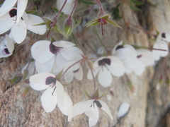 Pelargonium tricolor