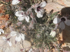 Pelargonium tricolor
