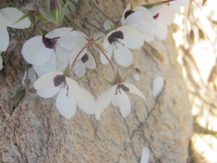 Pelargonium tricolor