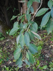 Populus longifolia