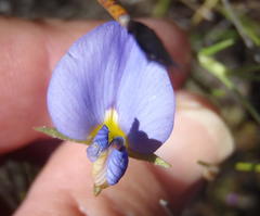 Lotononis filiformis