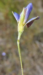 Lotononis filiformis