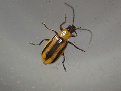 Diabrotica virgifera