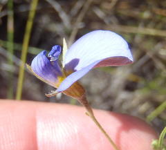 Lotononis filiformis