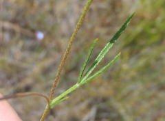 Lotononis filiformis