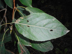Populus longifolia