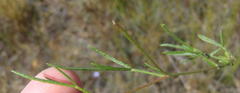 Lotononis filiformis