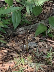 Aphyllorchis montana