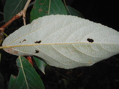 Populus longifolia