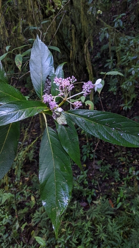Hydrangea longifolia, photograph 6