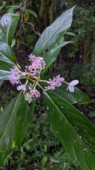 Hydrangea longifolia