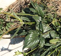 Knautia fleischmannii