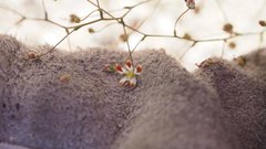 Nemacladus rubescens