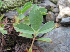 Sibbaldia parviflora