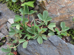 Sibbaldia parviflora