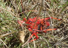 Phymateus morbillosus morbillosus