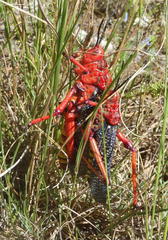 Phymateus morbillosus morbillosus