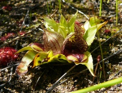 Satyrium pumilum
