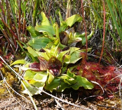Satyrium pumilum