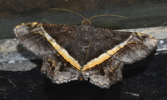 Chiasmia xanthonora