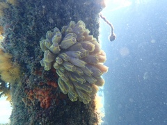 Botrylloides magnicoecus