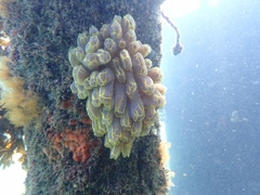 Botrylloides magnicoecus