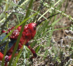 Phymateus morbillosus morbillosus