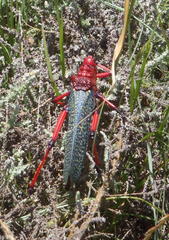 Phymateus morbillosus morbillosus