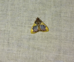 Rehimena