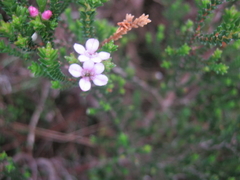 Euchaetis albertiniana