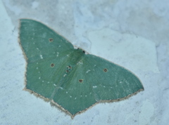 Cyclothea disjuncta