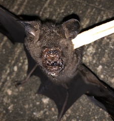Hipposideros armiger
