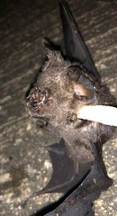 Hipposideros armiger